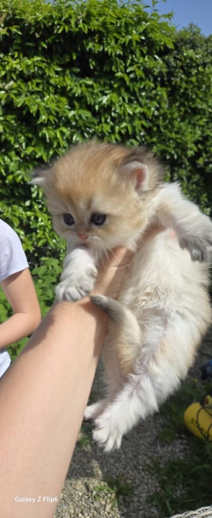Golden kittens te reserveren!, Dieren en Toebehoren, Katten en Kittens | Raskatten | Korthaar, Meerdere dieren, 0 tot 2 jaar, Gechipt