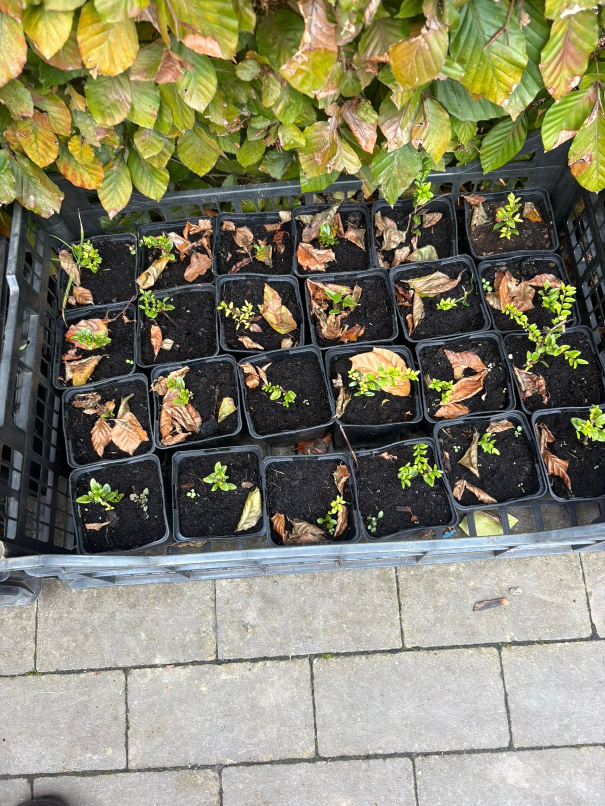 Groot lot Lonicera nitida 'Elegant, Ophalen