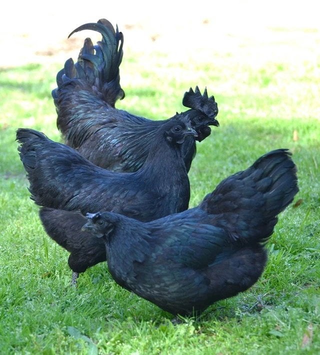 broedeieren Ayam Cemeni, Sexe inconnu, Poule ou poulet