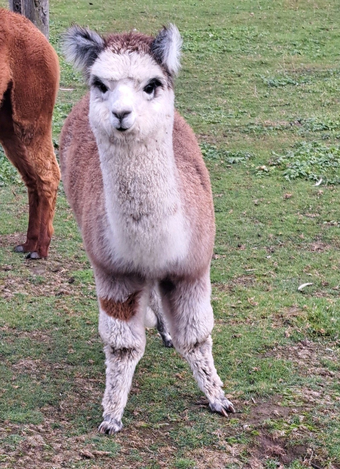 Alpaca hengst, Dieren en Toebehoren, April, Mannelijk