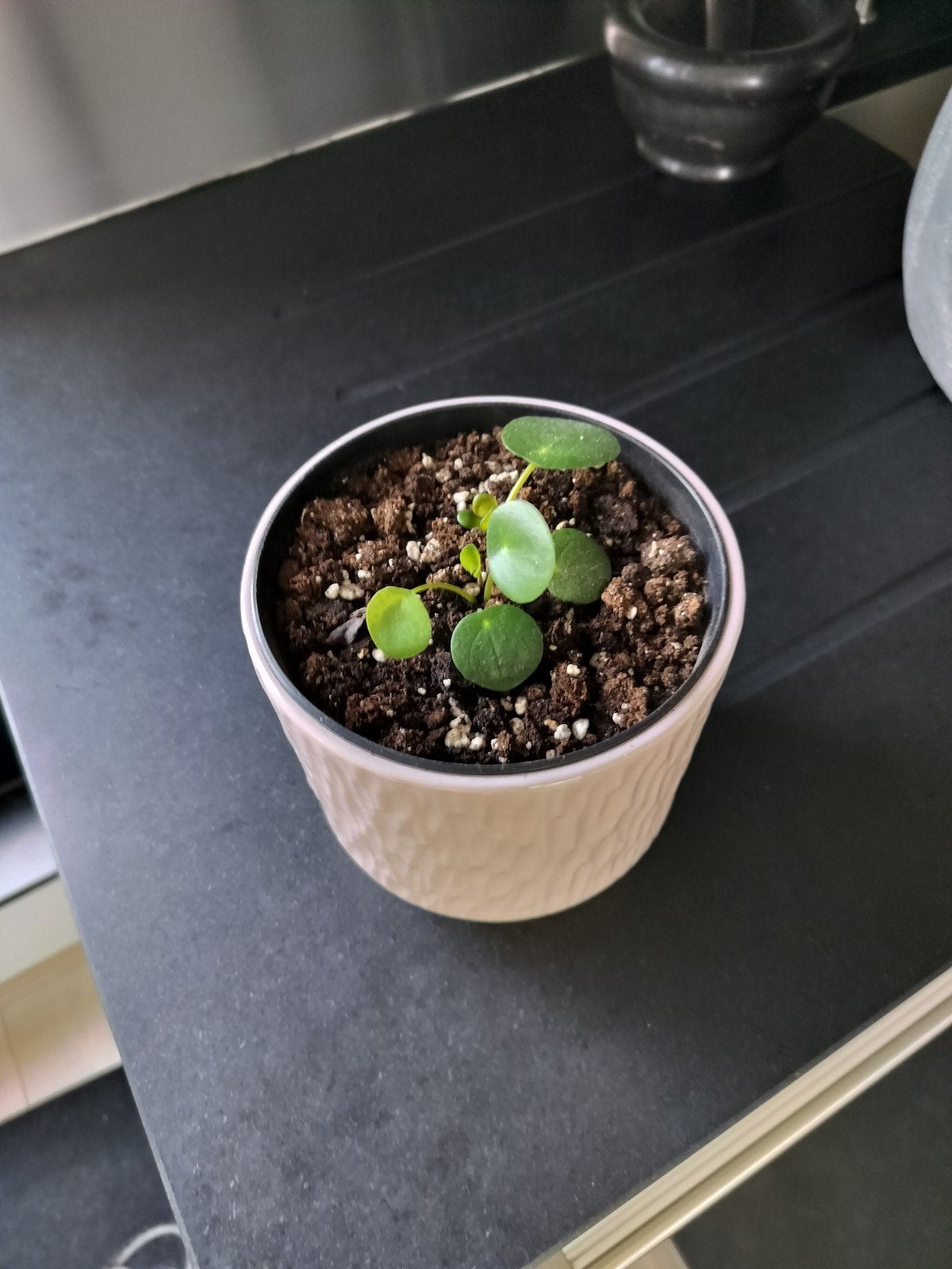 Plante à crêpes, Maison & Meubles, Enlèvement