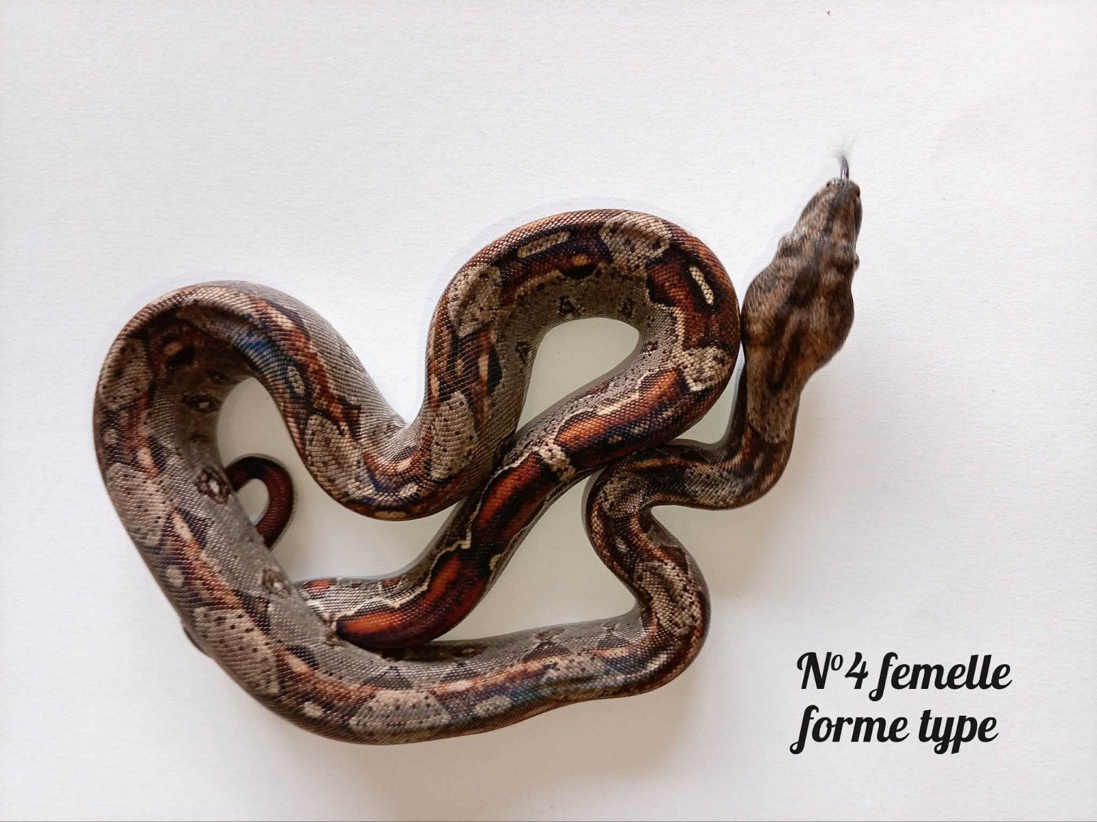 Boa imperator, Animaux & Accessoires, Serpent, Domestique, 0 à 2 ans