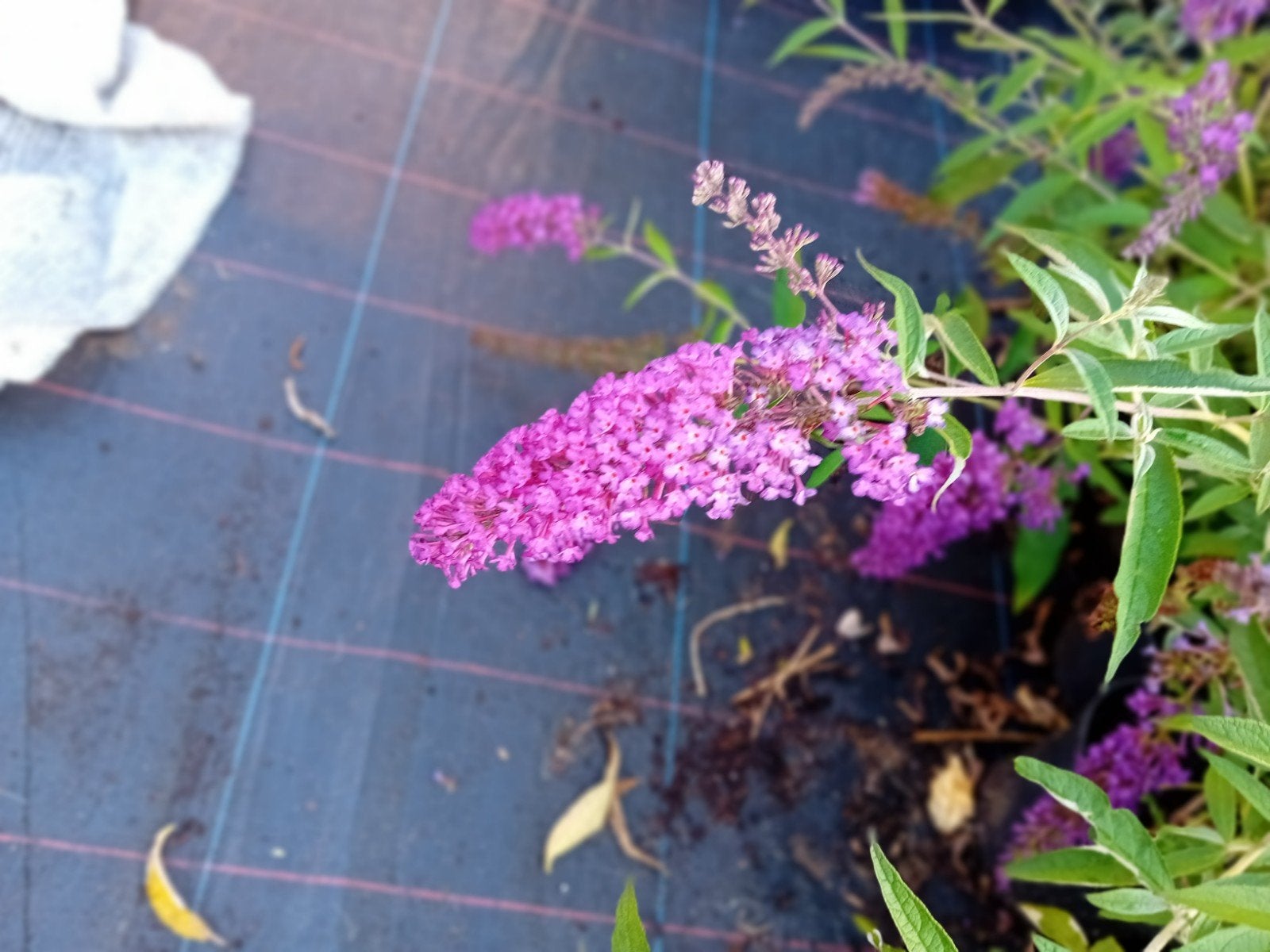 Buddleja Davidii, Tuin en Terras, Ophalen