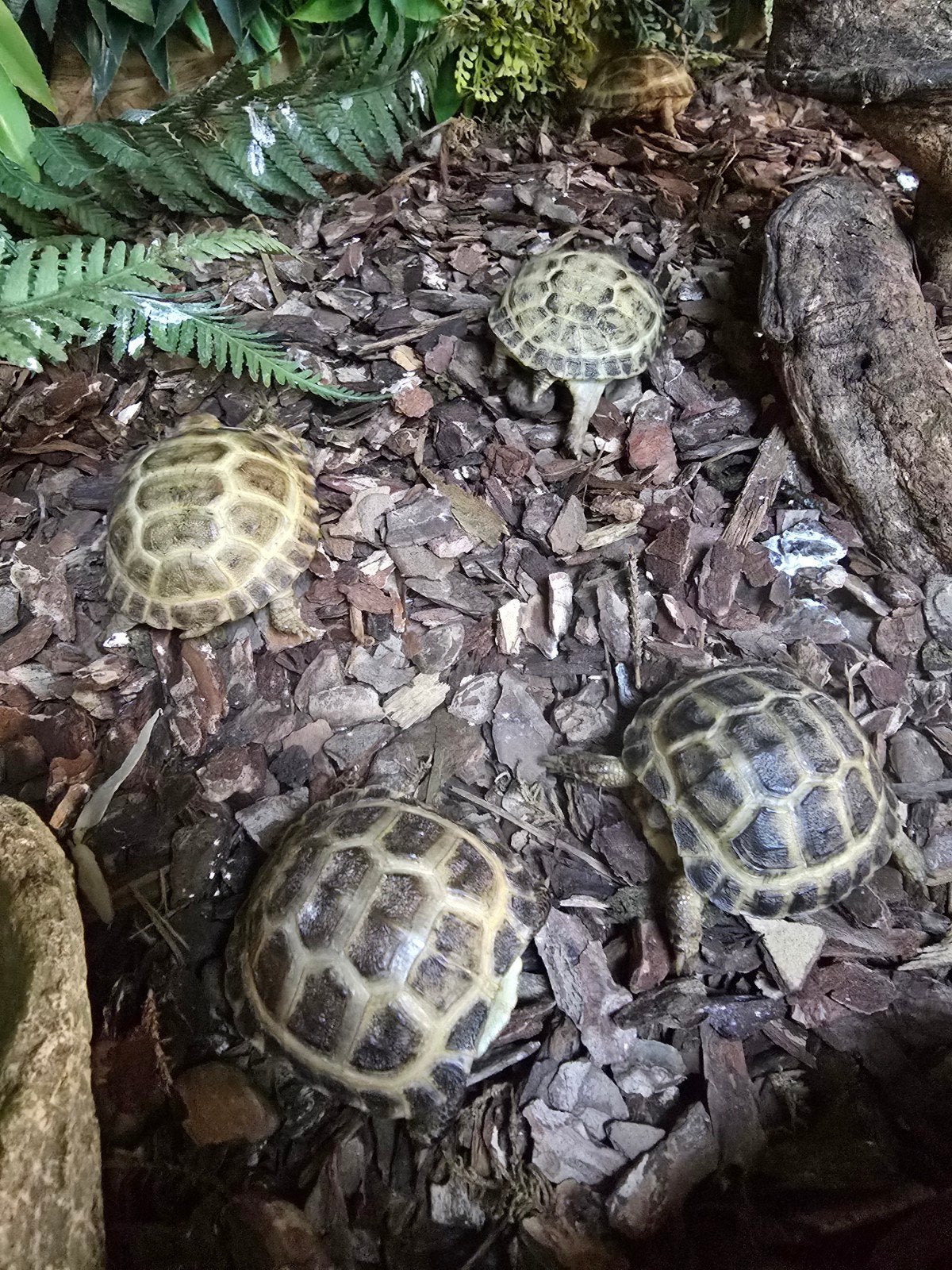 Vierteenschildpad (Testudo horsfieldii) – NL nakweek 2025/26, Animaux & Accessoires, Reptiles & Amphibiens, Amphibien