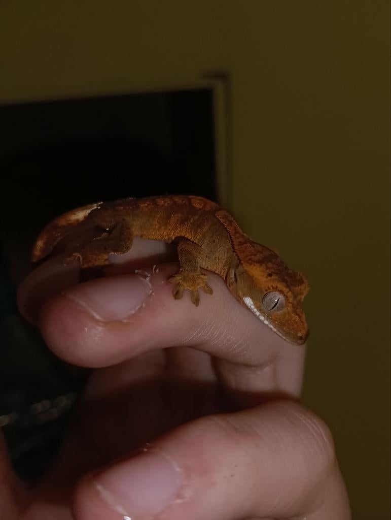 Gecko pour cils