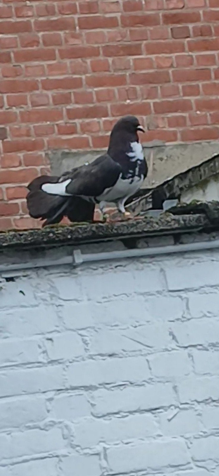 Koppel te koop