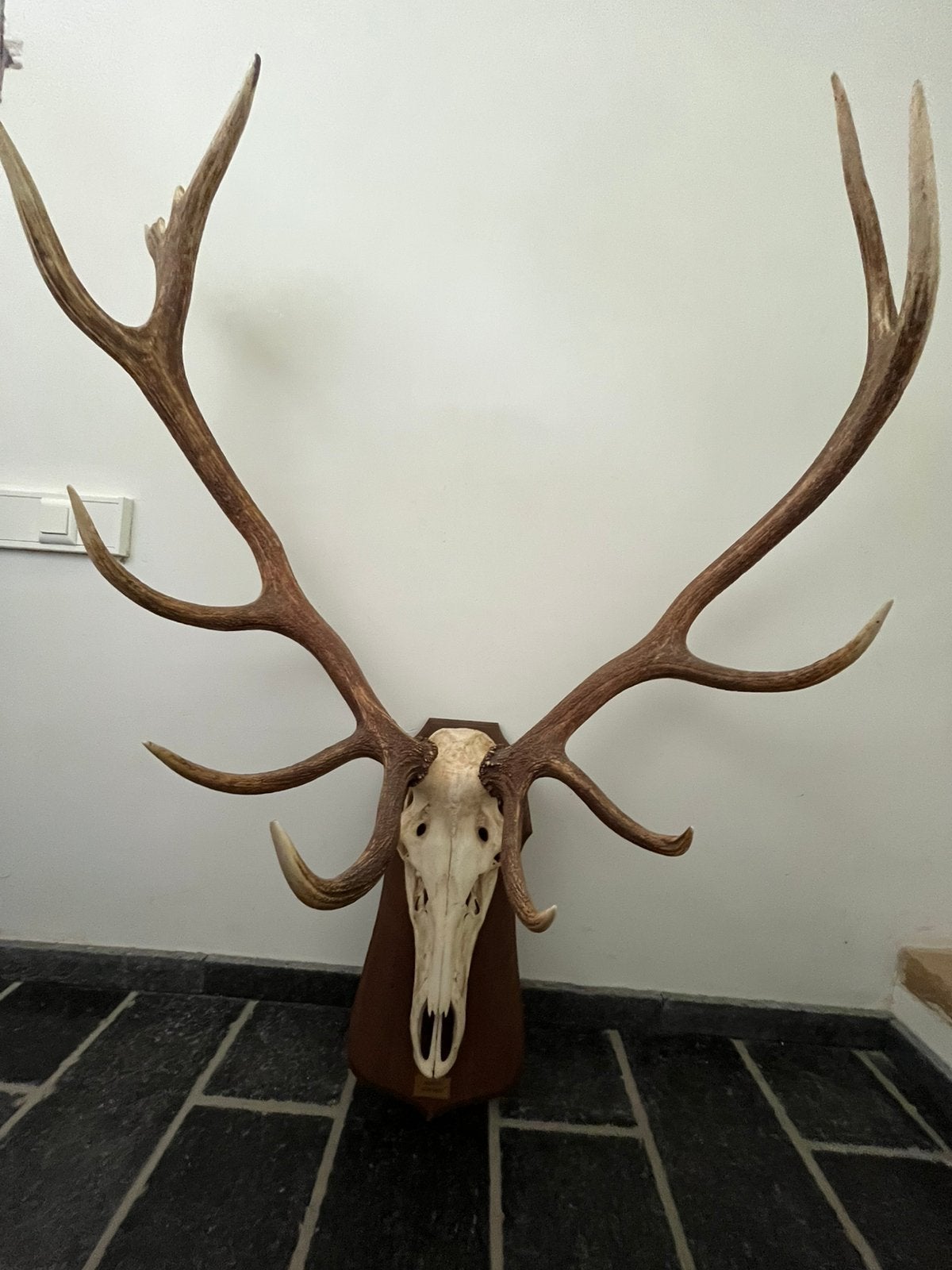 Bois de cerf, Enlèvement, Comme neuf, Cerf