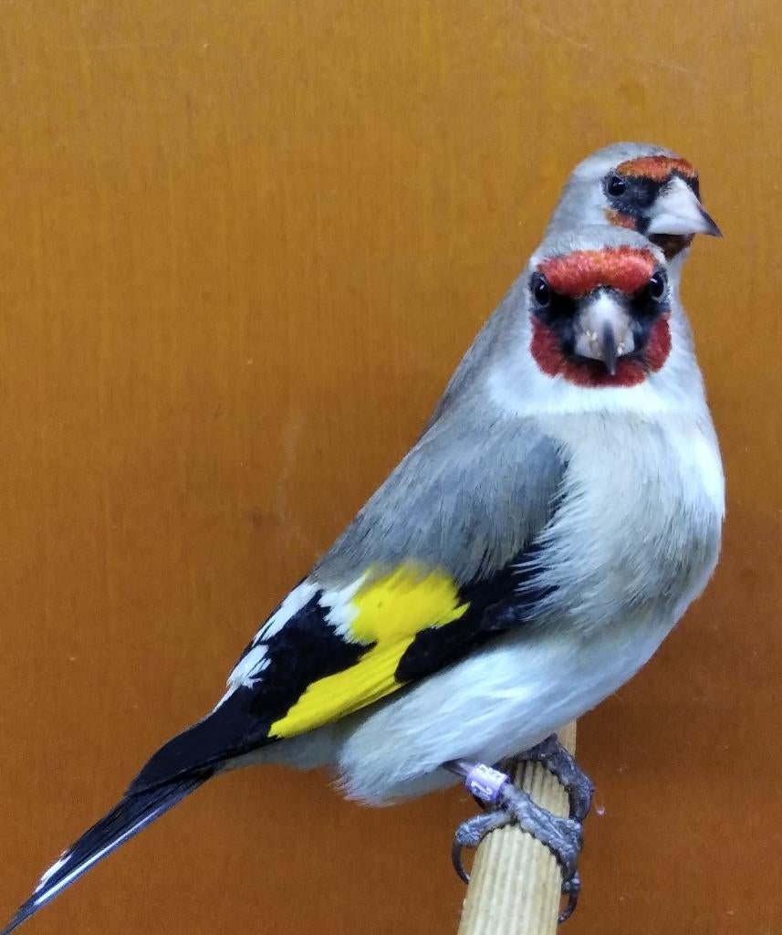 Wildzang vogels huisvesten met Avicultuur-LED verlichting, Wildzangvogel, Geringd