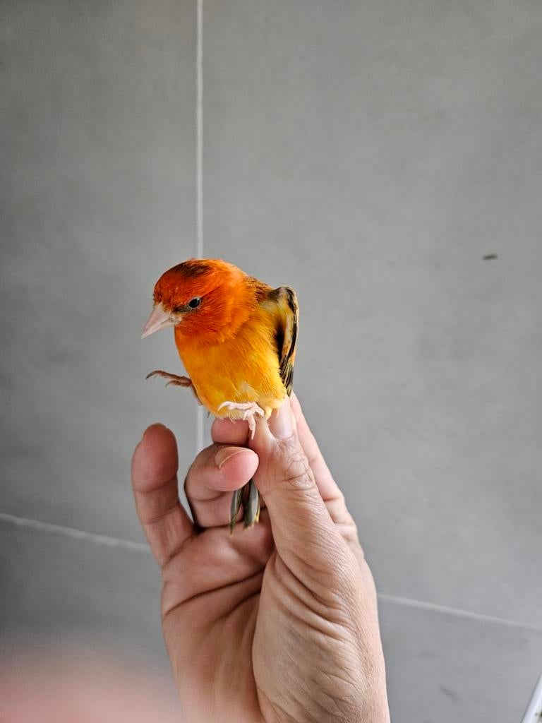 Métiss de chardo, Mâle, Bagué