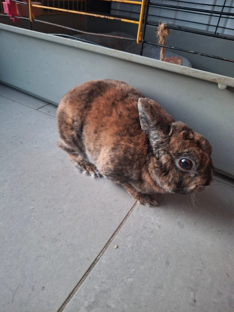 Lapin mini rex nain, Mâle, Nain, 0 à 2 ans