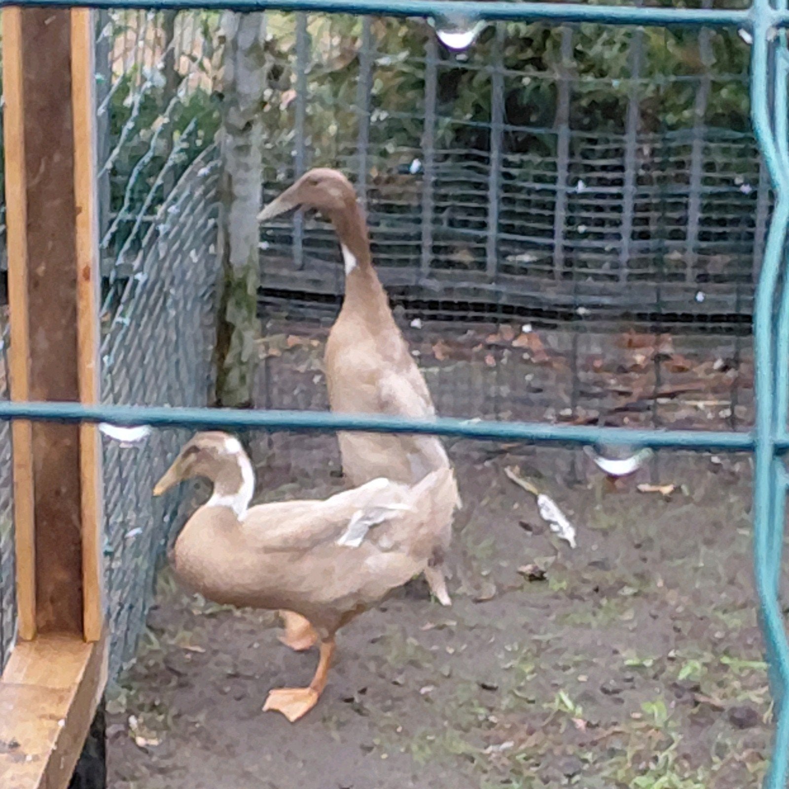 loopeenden, Dieren en Toebehoren