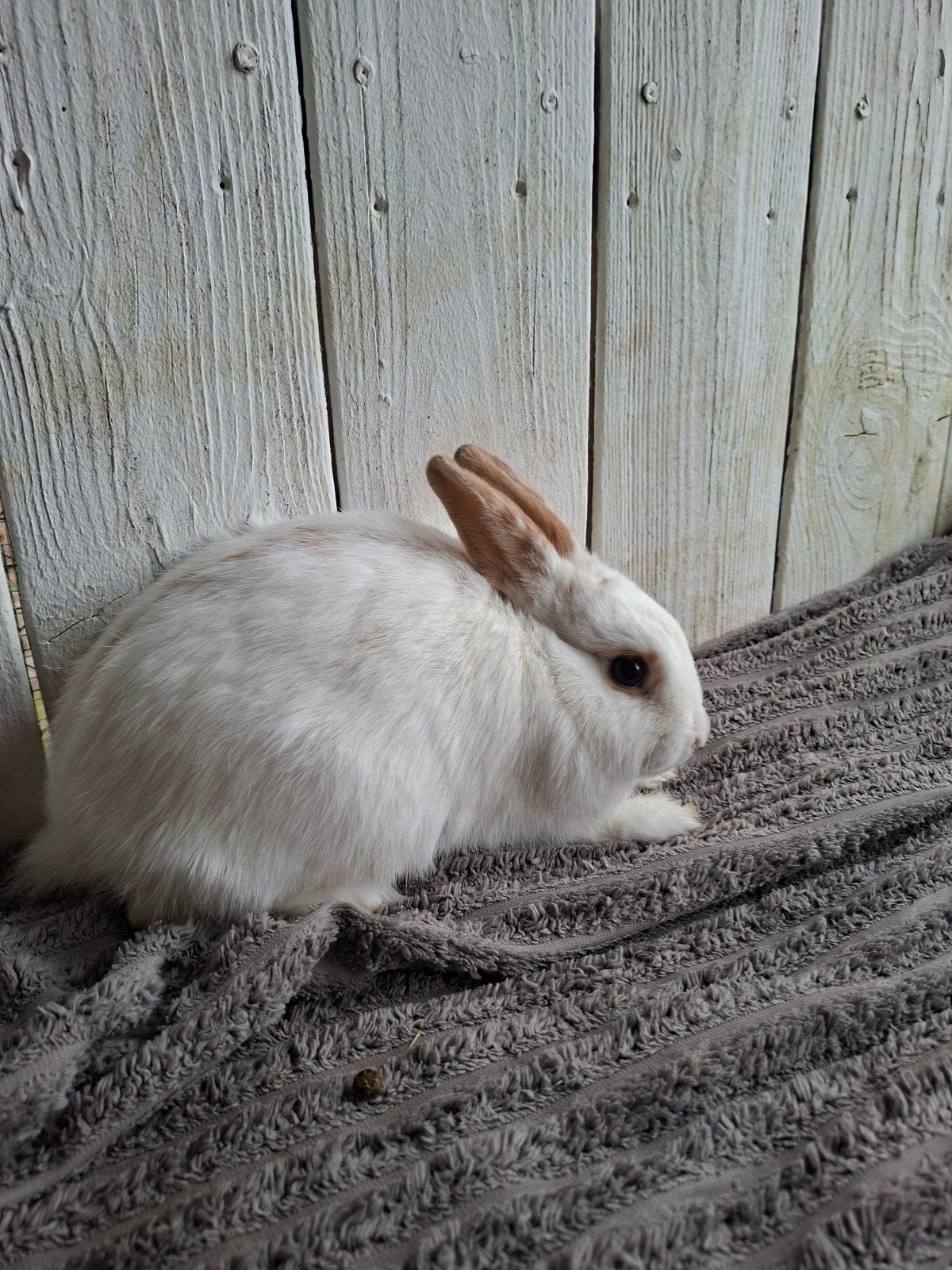 Dwergkonijntje, Dieren en Toebehoren, Mannelijk, Dwerg, 0 tot 2 jaar