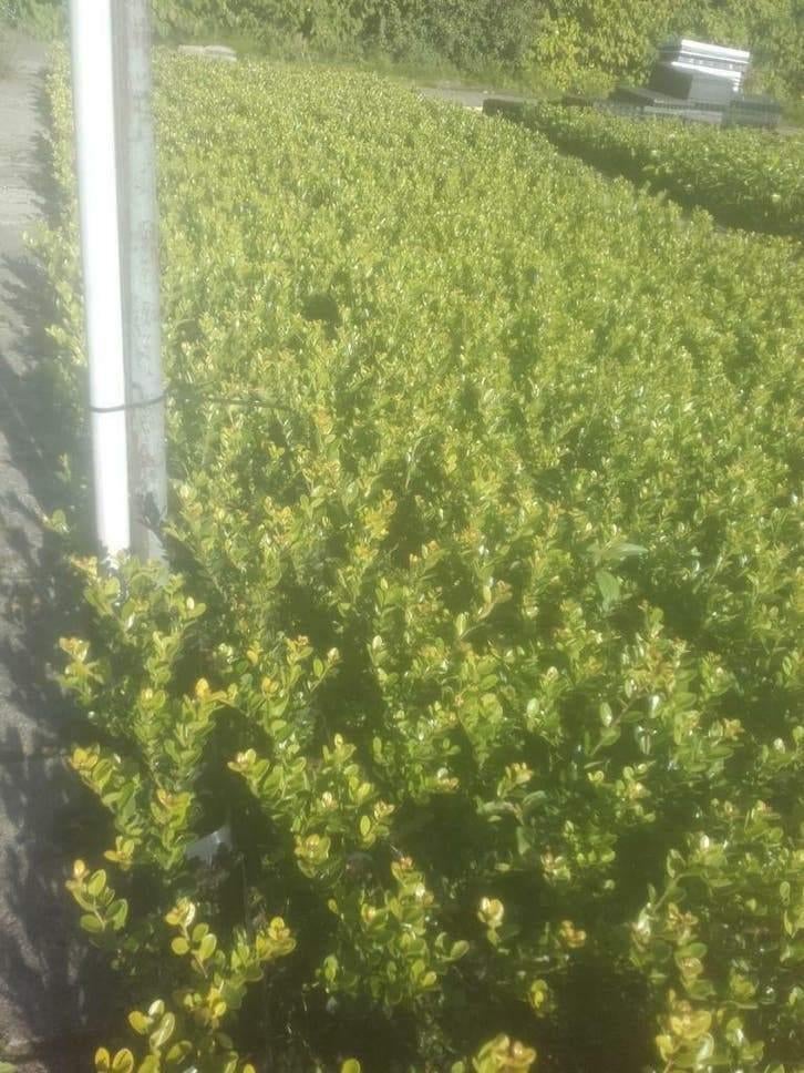 Ilex Green Hedge Glory Gem – Dé Buxus Vervanger, Ophalen of Verzenden, Buxus, Haag