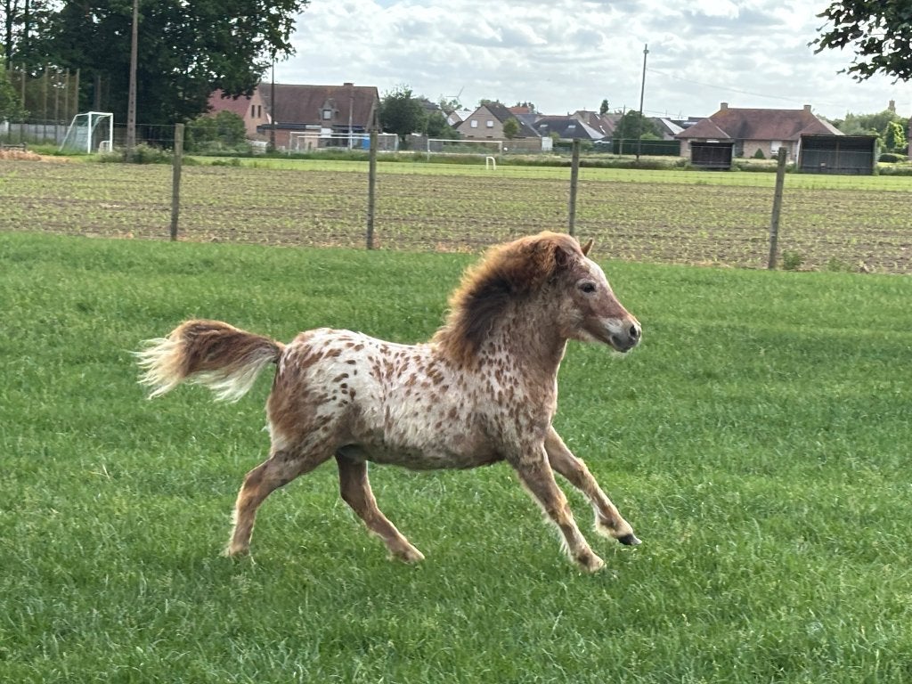 Pony veulen appaloosa, Dieren en Toebehoren, Pony's, Merrie, Niet van toepassing, 0 tot 2 jaar, A pony (tot 1.17m)