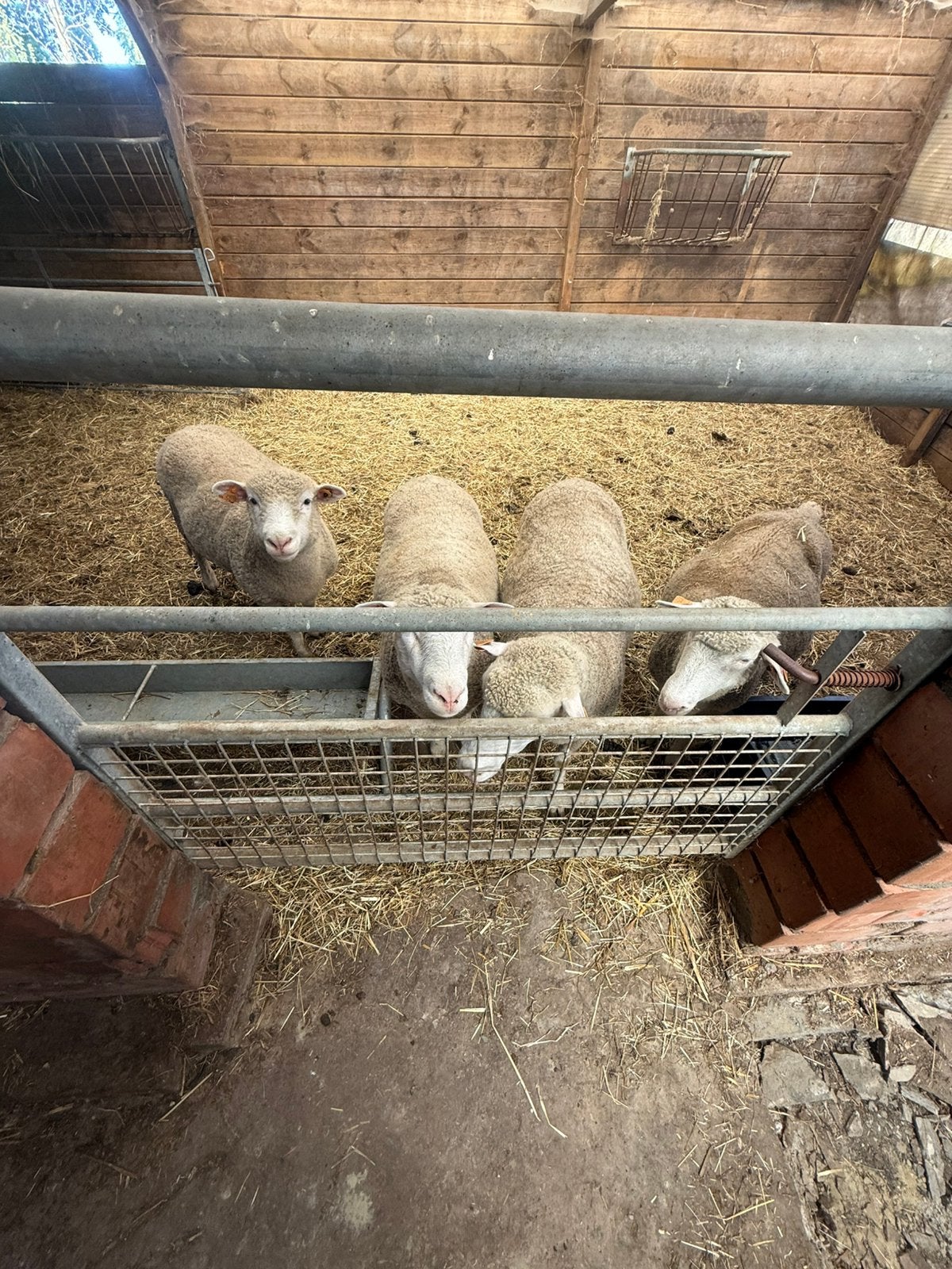 Schapen, Vrouwelijk, Schaap, 0 tot 2 jaar