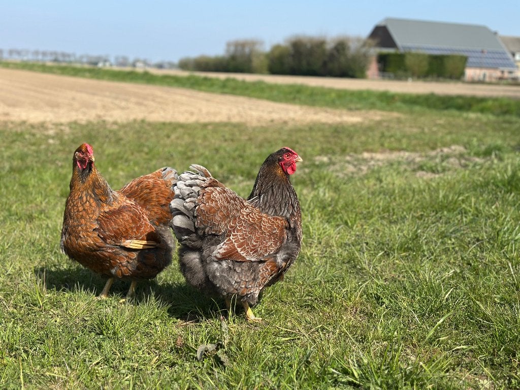 Jonge tamme Wyandotte kippen gesekst en ingeënt, Dieren en Toebehoren, Vrouwelijk, Kip
