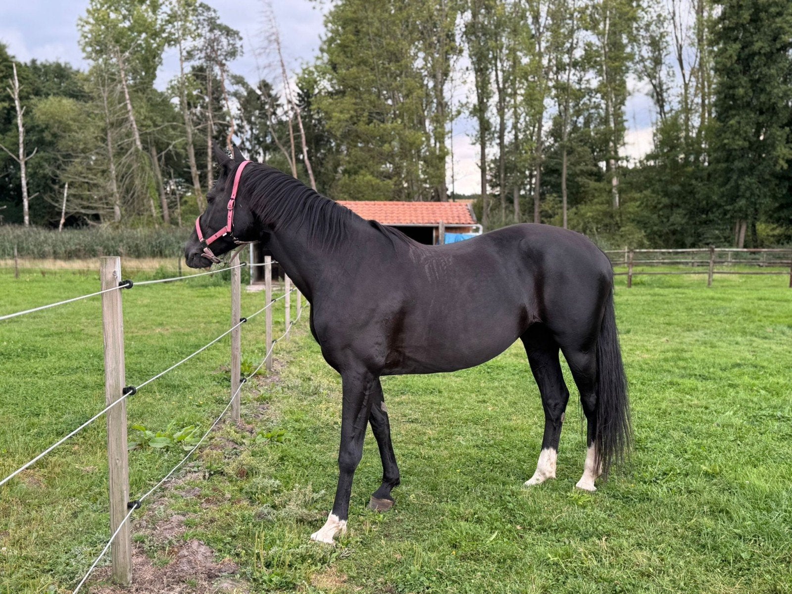 Zwarte merrie, Dieren en Toebehoren, Merrie, Met stamboom, Niet van toepassing, Dressuurpaard
