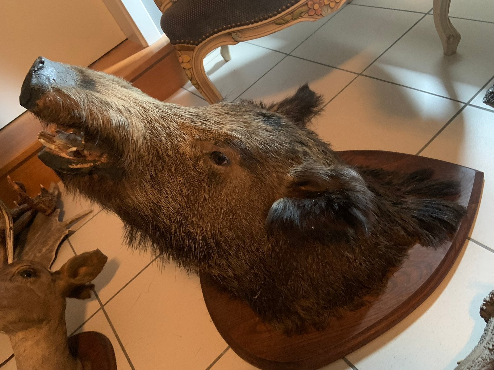 Belle tête de sanglier, Enlèvement, Comme neuf, Animal sauvage, Animal empaillé
