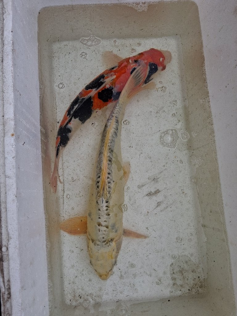KOI VIS, Dieren en Toebehoren, Vissen | Vijvervissen, Karper of Koi