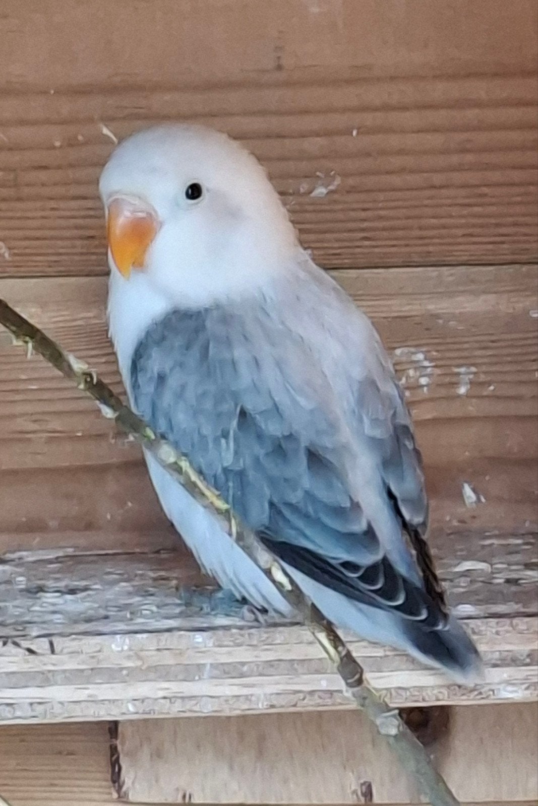 Jonge dwergpapegaai, Dieren en Toebehoren, Mannelijk, Dwergpapegaai of Agapornis, Geringd