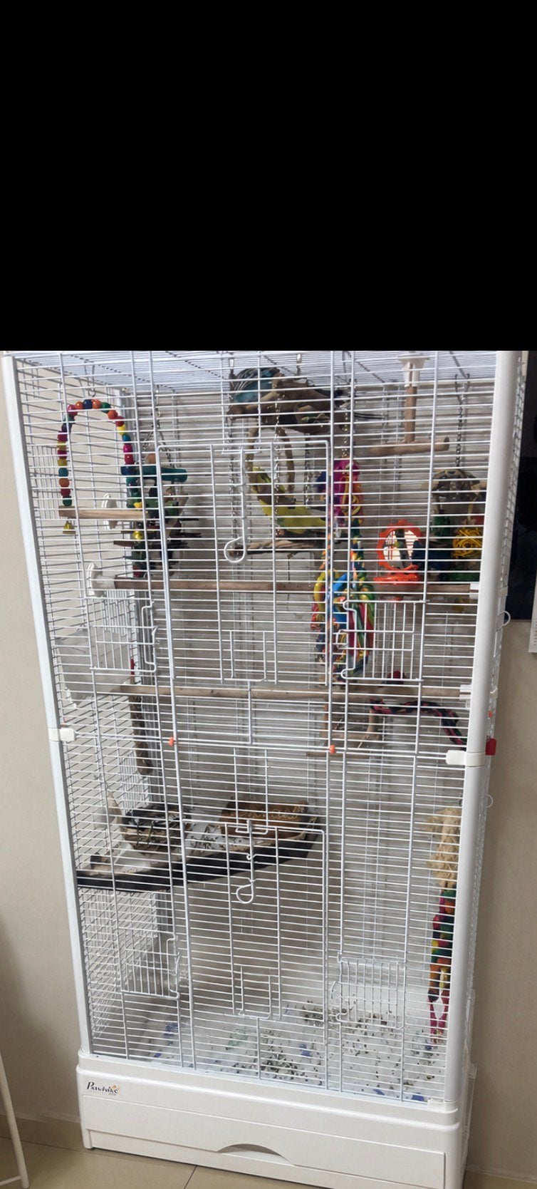 Cage complet avec 3 perruche, Animaux & Accessoires, Enlèvement, Comme neuf