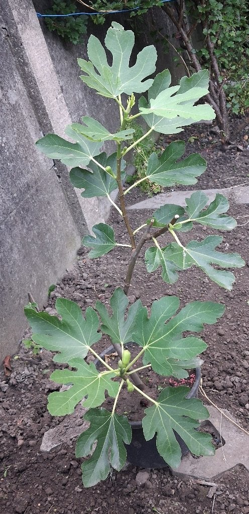 figuier, Jardin & Terrasse, Plantes | Arbres fruitiers, Enlèvement, Figuier