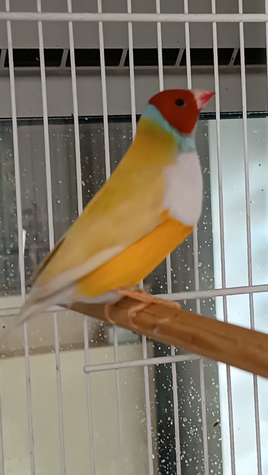 gouldamadine man, Dieren en Toebehoren, Vogels | Overige Vogels, Mannelijk, Tropenvogel