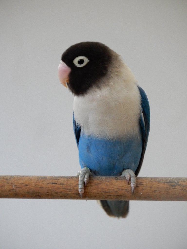 Dwergpapegaaitjes (Agapornis Personata), Animaux & Accessoires, Oiseaux | Perruches & Perroquets, Bagué