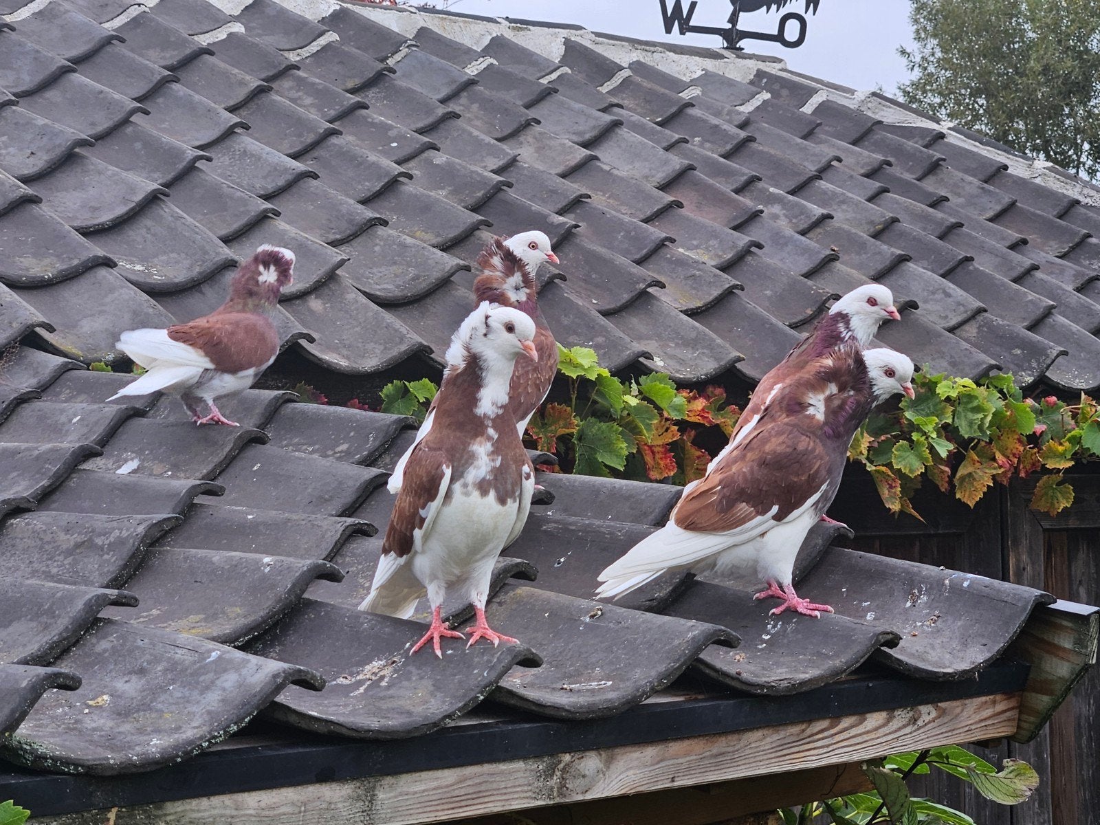 Sierduiven, Dieren en Toebehoren, Vogels | Duiven