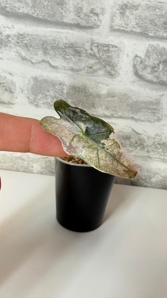Alocasia Sanderiana Nobilis Pink Variegata, Enlèvement
