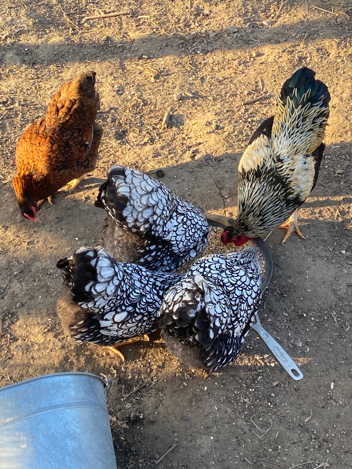 Wyandotte kriel broedeieren, Animaux & Accessoires, Volatiles, Sexe inconnu, Poule ou poulet