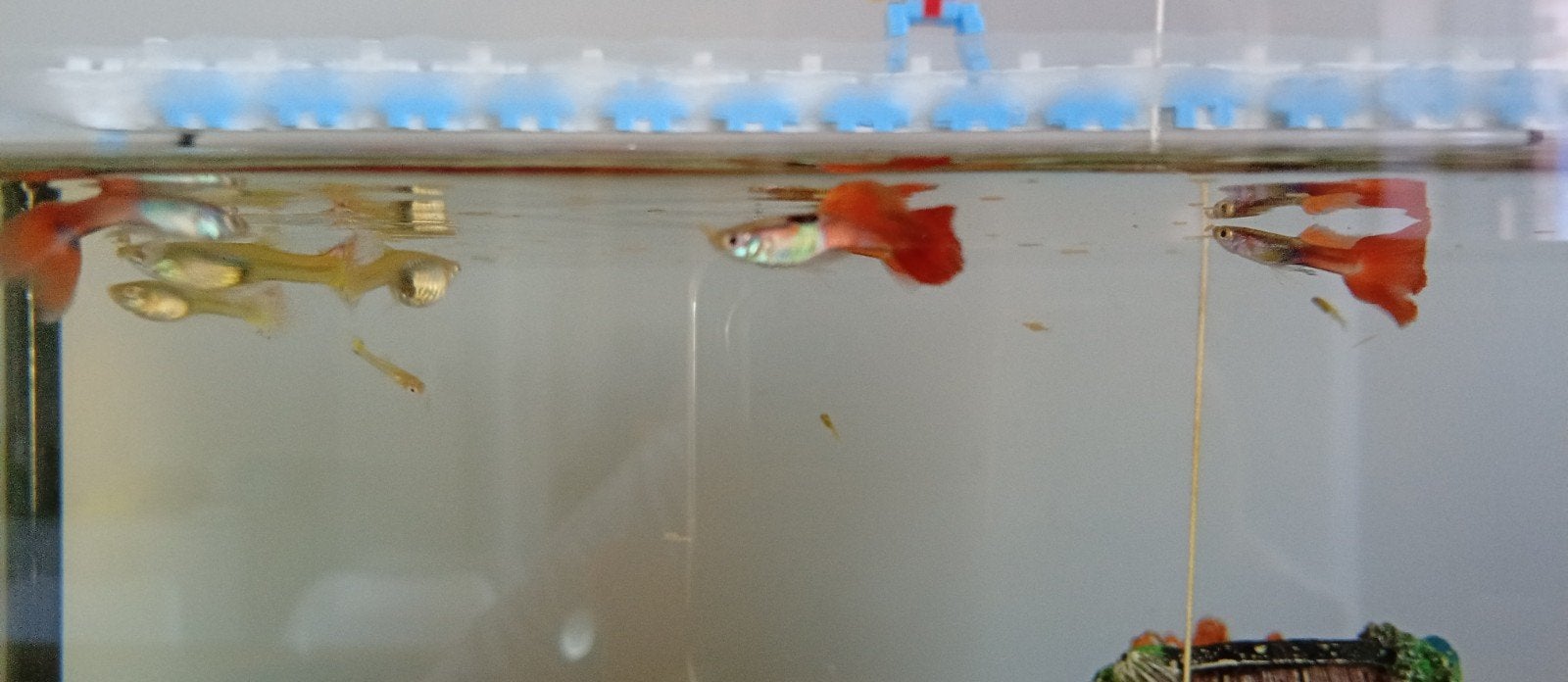10 baby guppies, Poisson, Poisson d'eau douce, Banc de poissons