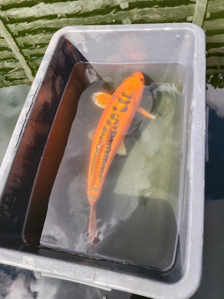 Japanse koi, Dieren en Toebehoren, Karper of Koi