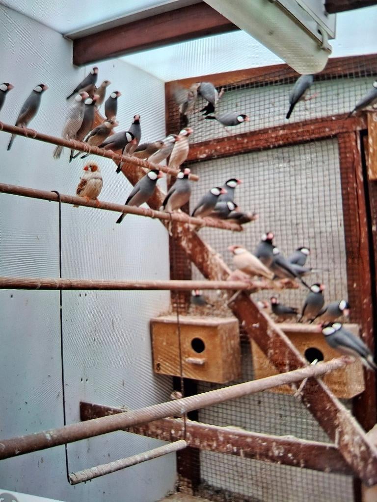 Padda's, Dieren en Toebehoren, Meerdere dieren, Tropenvogel