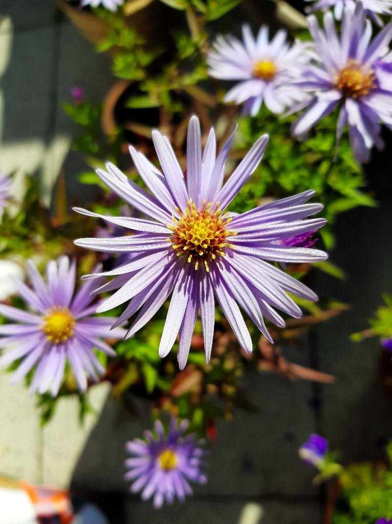 Vaste planten in pot / Asters voor uw tuin, Tuin en Terras, Planten | Tuinplanten, Ophalen, Herfst, Vaste plant, Halfschaduw