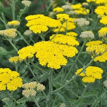 Achillea soorten, Tuin en Terras, Ophalen