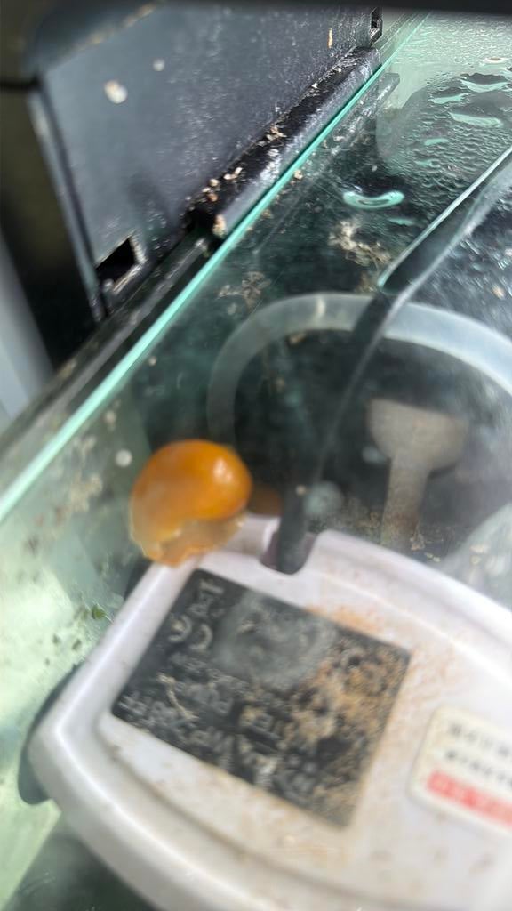 Appelslakken, Enlèvement, Comme neuf