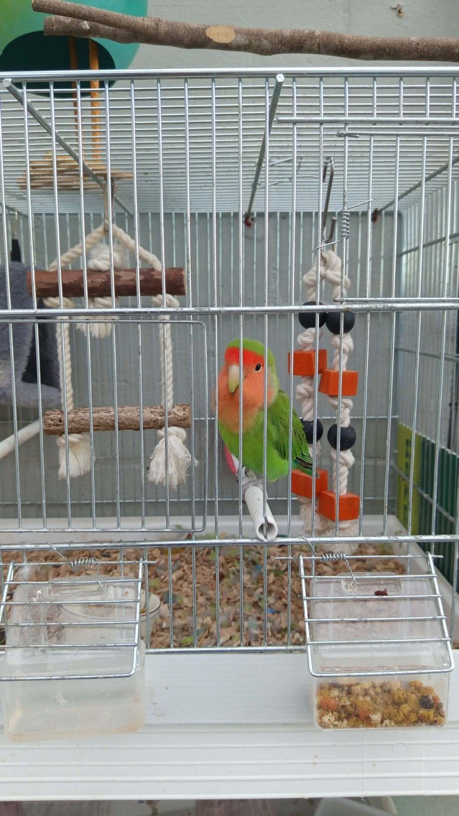 agapornis dwergpapegaai