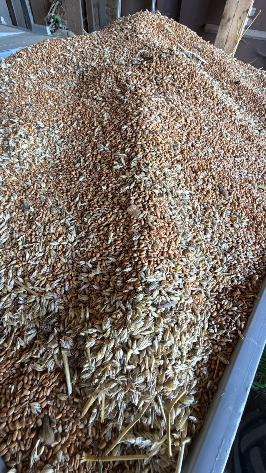 Blé pour poules 7€/20kg, Enlèvement