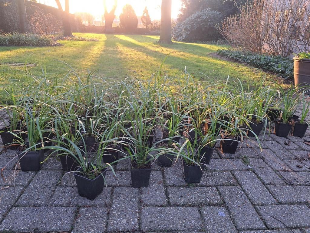 Liriope muscari royal purple, Ophalen