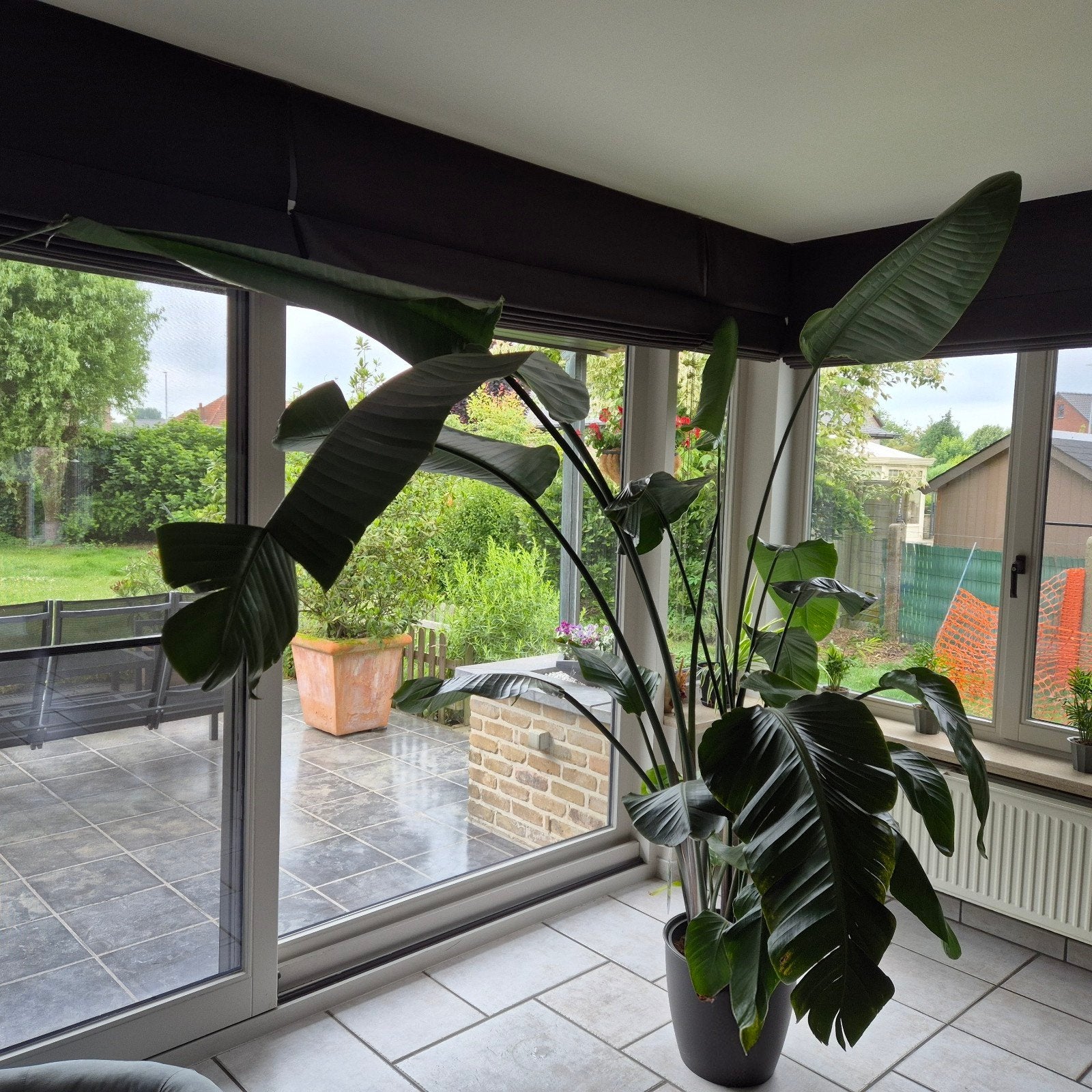 Prachtige Strelitzia Augusta, Enlèvement