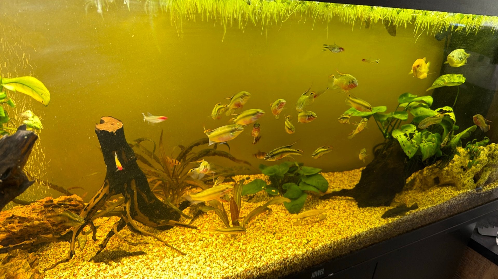 Juwel aquarium 240L met kast, Vis, Zoetwatervis