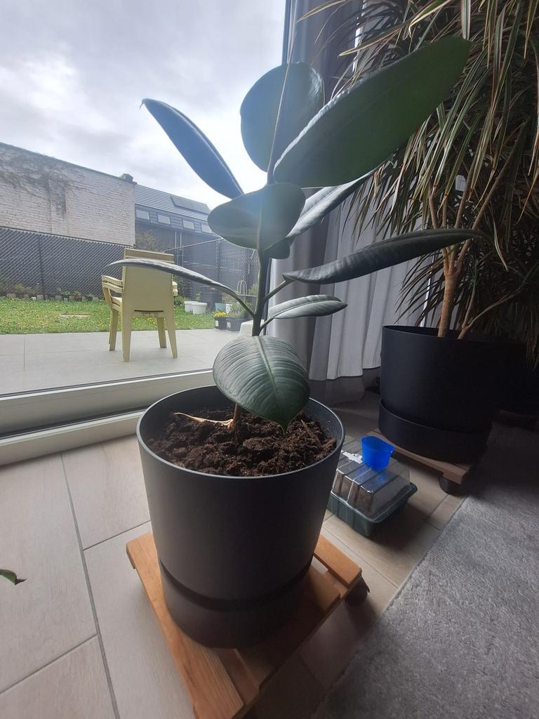 Ficus elastica, Enlèvement, Ficus