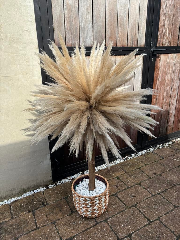 Pampa’s pluimen boom, Huis en Inrichting, Ophalen of Verzenden, Zo goed als nieuw