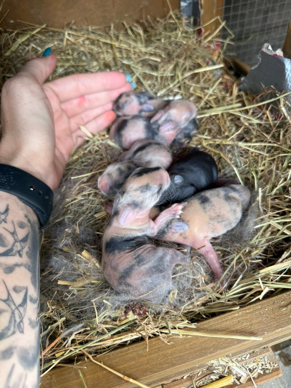 Ik vang graag uw konijntjes op die je niet meer zou willen, Animaux & Accessoires, Rongeurs, Domestique, Janvier, Autres types