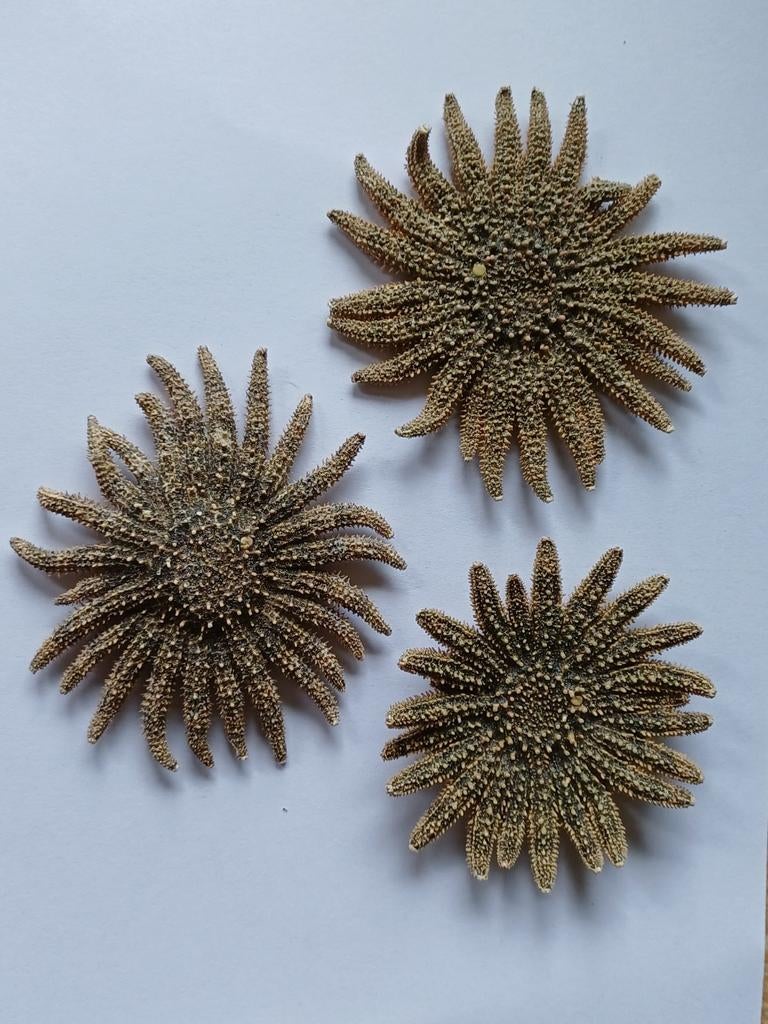 3 magnifiques étoiles de mer en forme de tournesol, Enlèvement ou Envoi, Utilisé, Animal sauvage, Animal empaillé