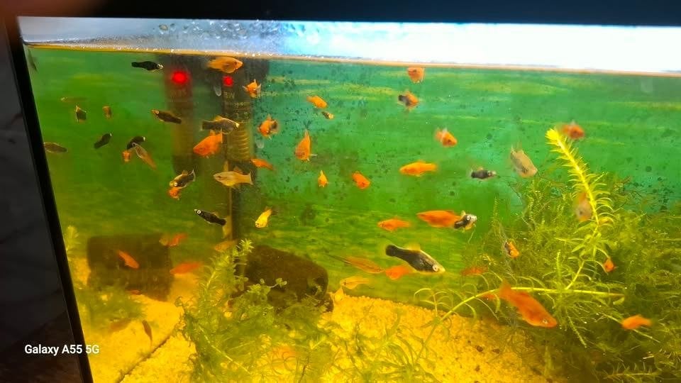 zwaarddragers, Dieren en Toebehoren, Vis, Zoetwatervis, Schoolvis