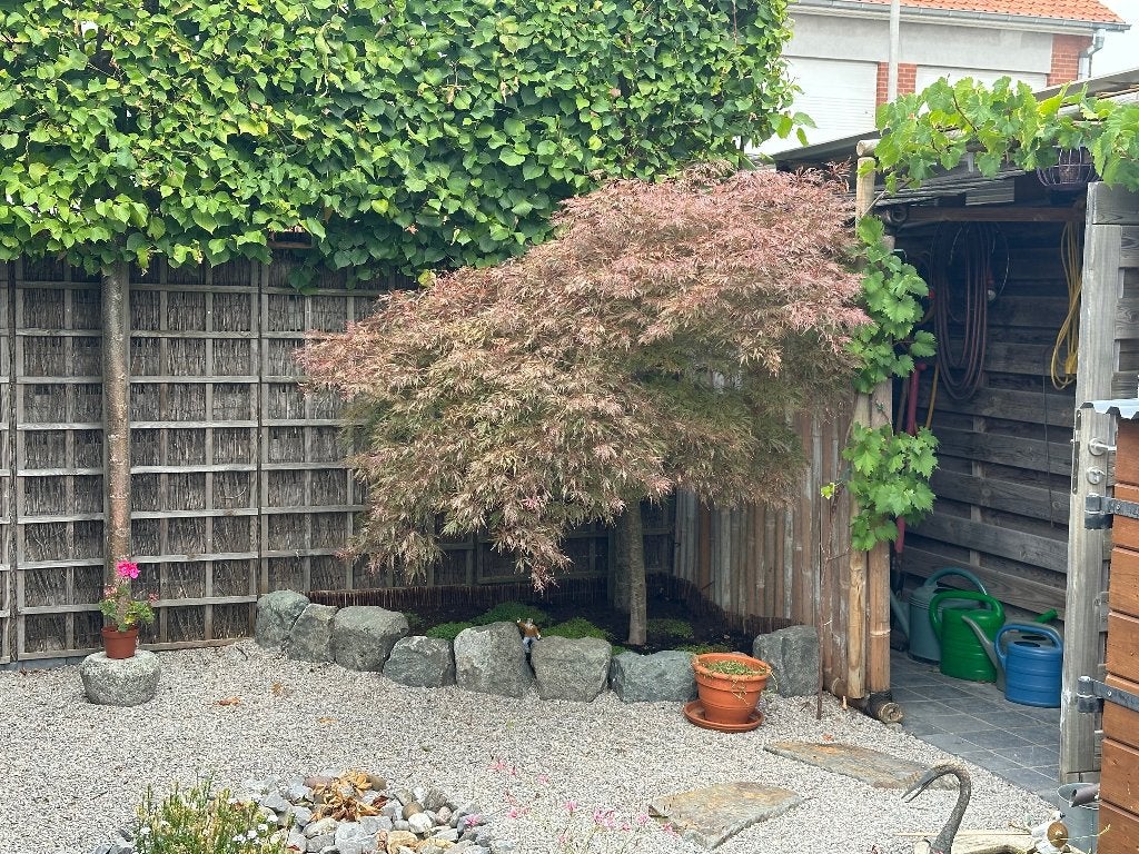 Japanse Acer Palmatium, Enlèvement, Autres espèces, 100 à 250 cm