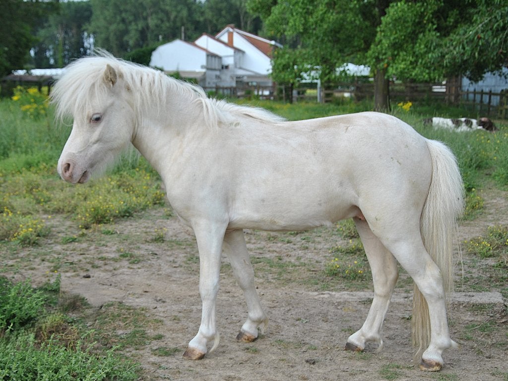 Unieke kans AMHA/NMPRS champagne hengstje, Poney de récréation, Étalon, 0 à 2 ans, Avec pedigree