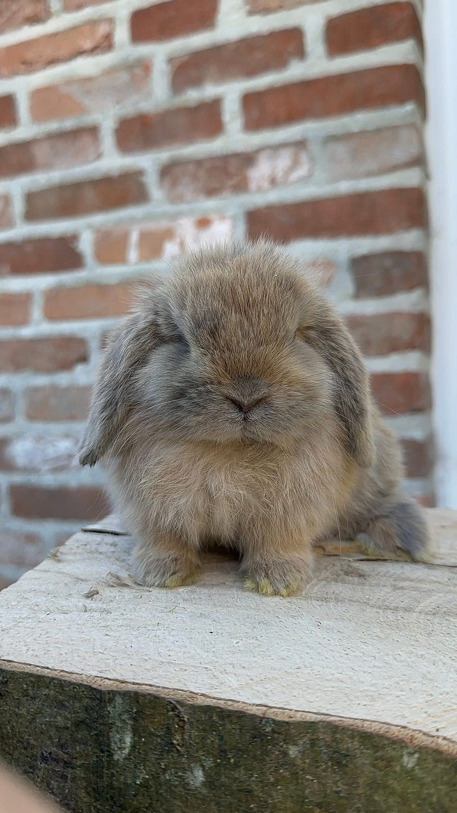 Minilop voedstertje, Dieren en Toebehoren, Konijnen, Hangoor